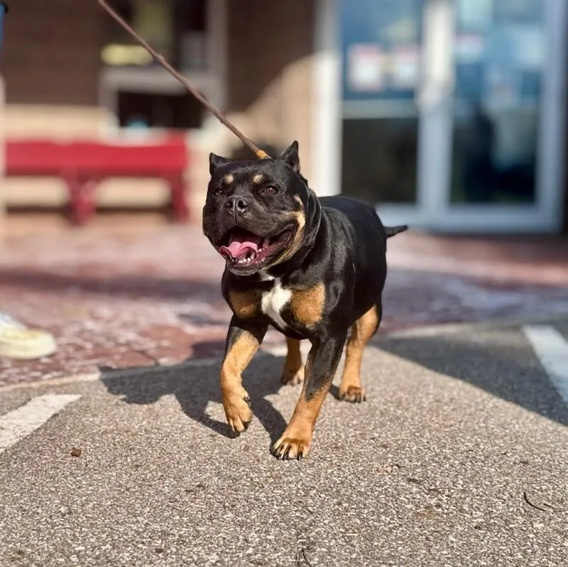 An adult medium-sized female Tricolor (Brown, Black, & White) Mixed Breed dog named Rockie for adoption in Wooster, OH