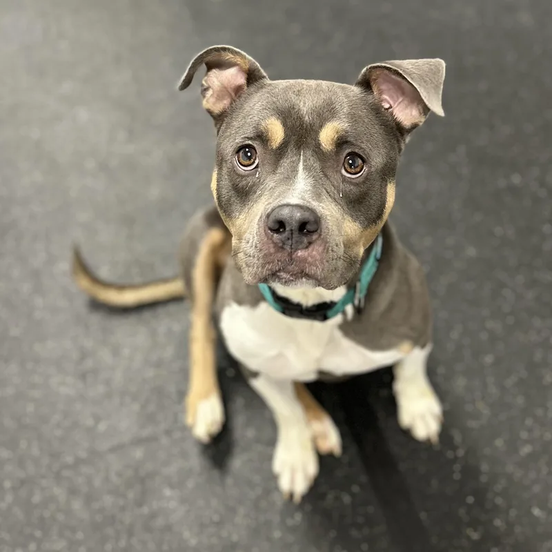 An adult medium-sized female Gray / Blue / Silver Mixed Breed dog named Dakota+ for adoption in Youngstown, OH