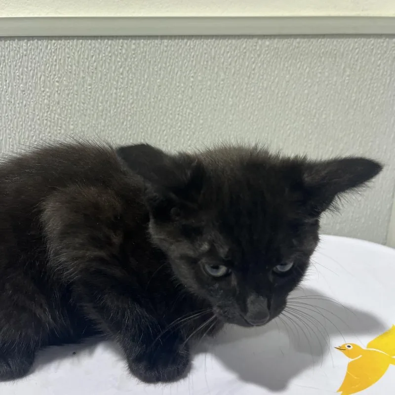 A baby small-sized male Black Domestic Short Hair cat named Rome for adoption in Tampa, FL