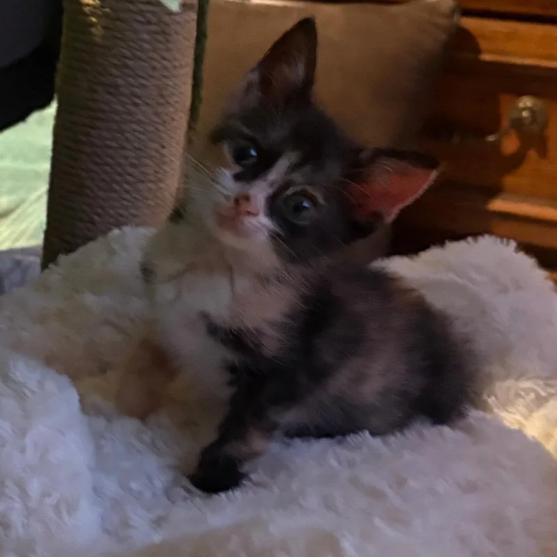 A baby small-sized female Domestic Short Hair cat named Mimi for adoption in San Antonio, TX