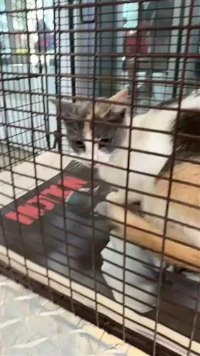 A young small-sized female Domestic Short Hair cat named Momma for adoption in San Antonio, TX