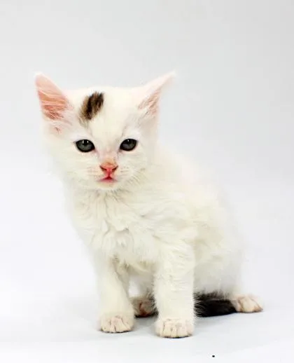 A baby small-sized male Domestic Short Hair cat named Salmon for adoption in Morton Grove, IL