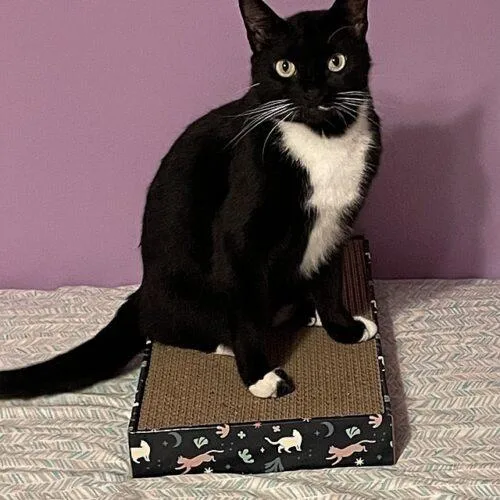 An adult large-sized female Domestic Short Hair cat named Mittens for adoption in Tampa, FL