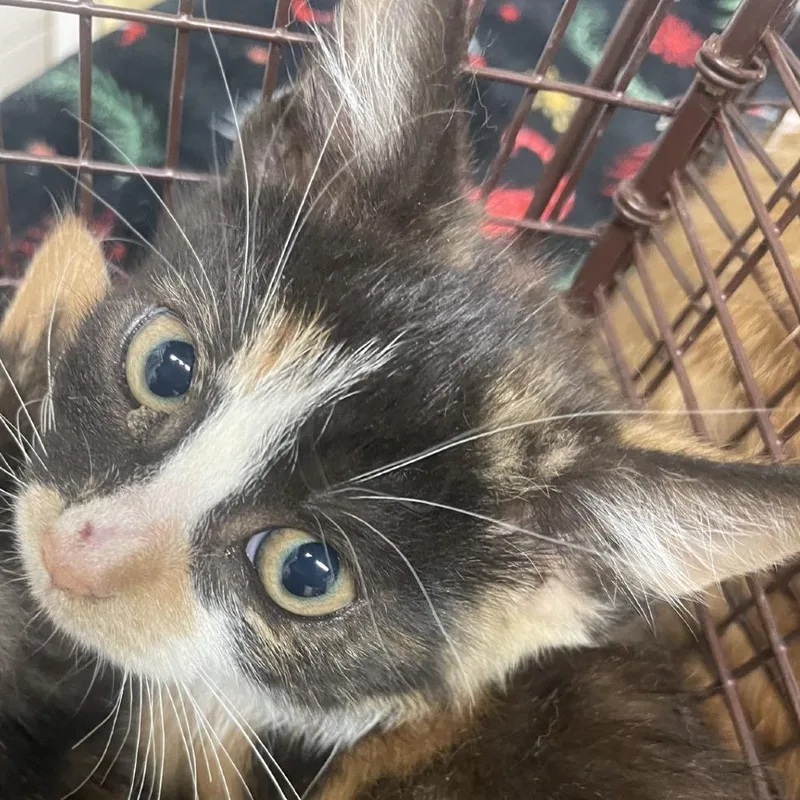 A baby small-sized female Calico Domestic Short Hair cat named Kelly for adoption in San Gabriel, CA