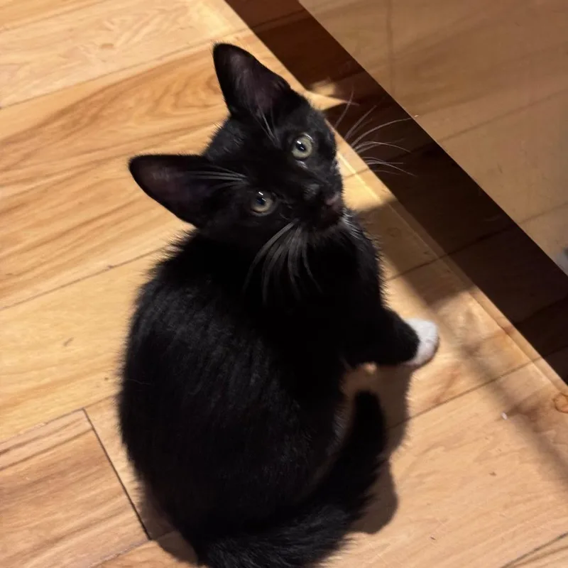 A baby small-sized male Black Domestic Short Hair cat named Benny for adoption in Jupiter, FL