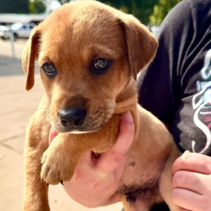 A baby large-sized male Yellow / Tan / Blond / Fawn Mixed Breed dog named Dover for adoption in Binghamton, NY