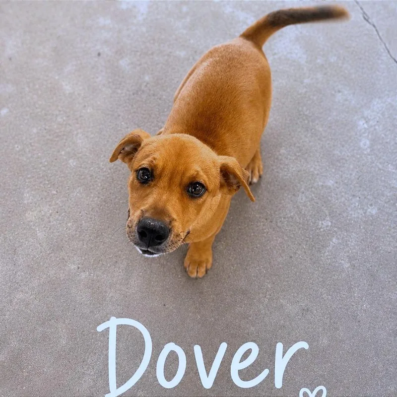 Dover thumbnail 2