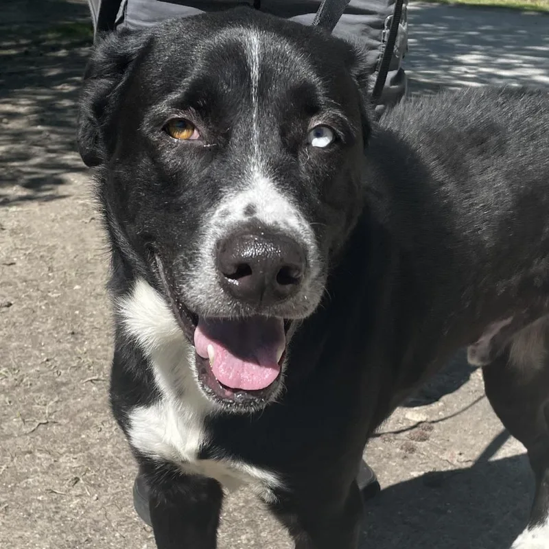 A senior large-sized male Black Labrador Retriever dog named Buster for adoption in Middleburg, FL