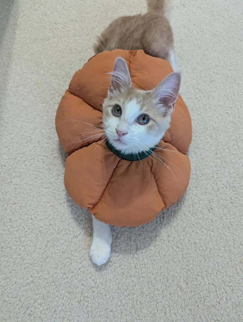 A baby medium-sized male Orange & White Domestic Medium Hair cat named Baker for adoption in Liverpool, TX