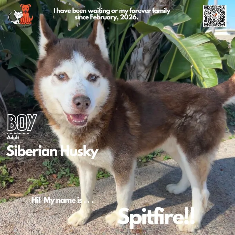 Spitfire thumbnail 2