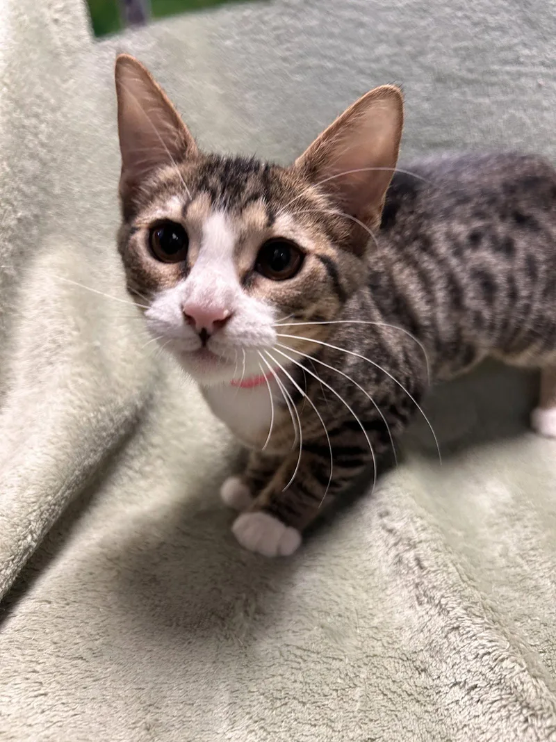 A baby small-sized female Domestic Short Hair cat named Kiwi CCHS for adoption in Locust Grove, GA