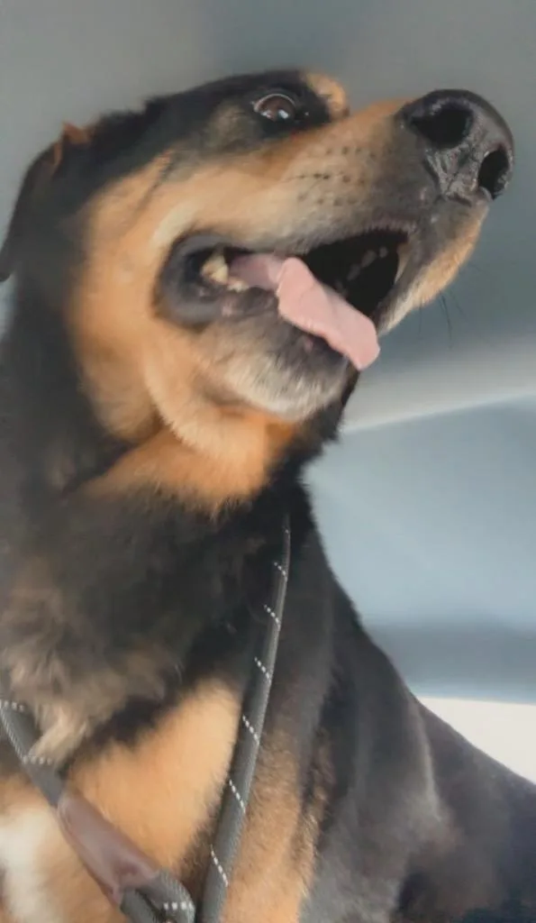 A young large-sized male Mixed Breed dog named Tedd for adoption in Columbia, TN