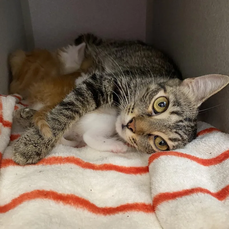 An adult medium-sized female Brown / Chocolate Domestic Short Hair cat named Mama Disco for adoption in Long Beach, CA