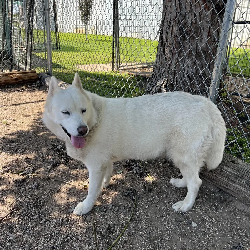 An adult medium-sized female White / Cream Spitz dog named Lyka for adoption in Fairmont, MN
