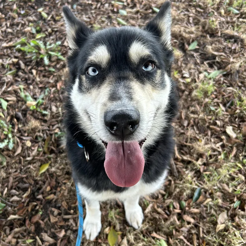 An adult medium-sized female Black Siberian Husky dog named Bleu for adoption in Burbank, CA
