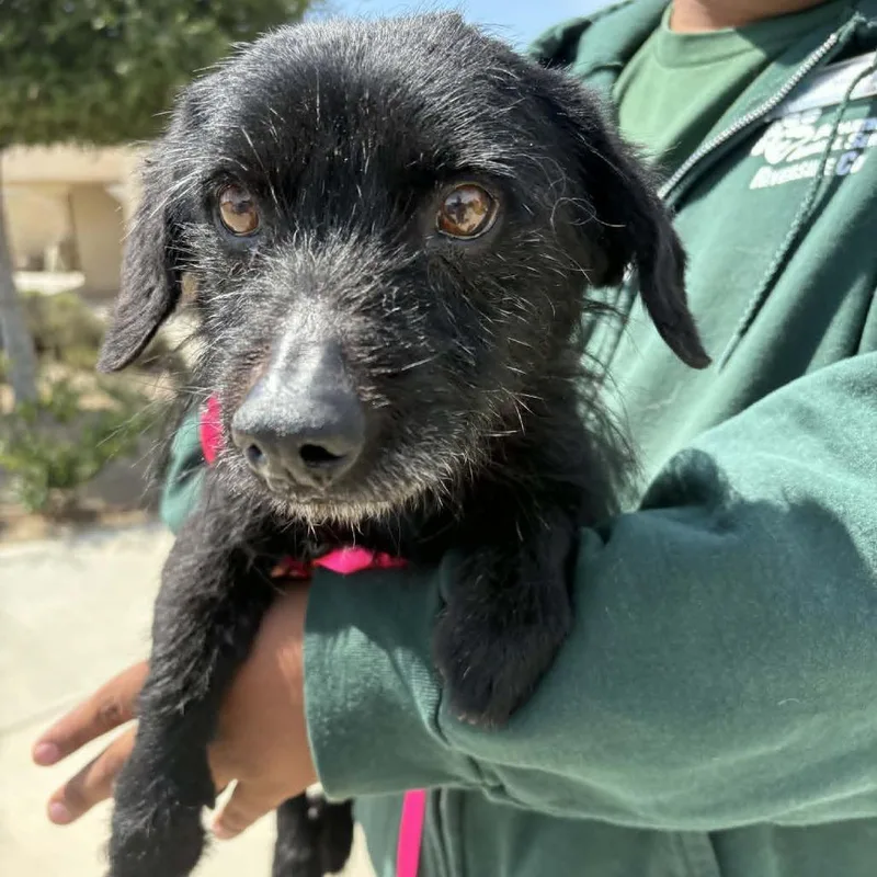 An adult small-sized male Black Terrier dog named Alexander Costa Mesa Location for adoption in Chino Hills, CA