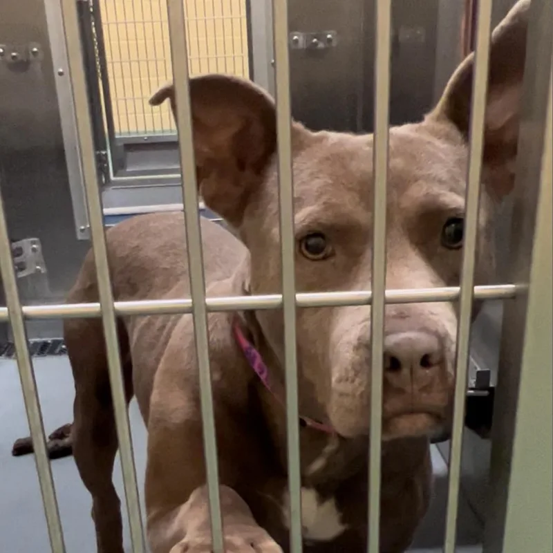 An adult medium-sized female Brown / Chocolate Mixed Breed dog named Lily for adoption in Memphis, TN
