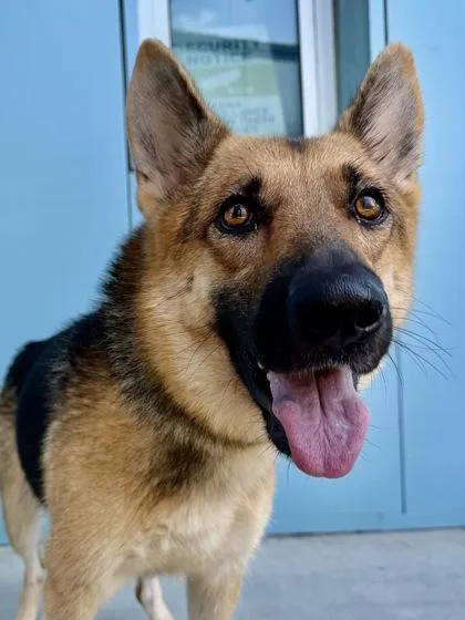An adult medium-sized female German Shepherd Dog dog named Shay for adoption in New Orleans, LA