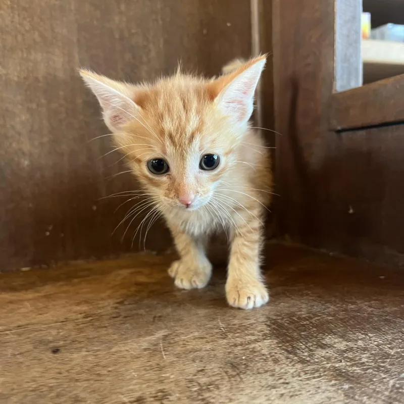 An adult medium-sized male Domestic Short Hair cat named Lincoln for adoption in Fredericksburg, TX