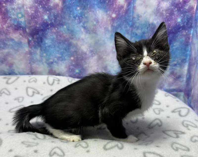 A baby small-sized male Domestic Short Hair cat named Stratos for adoption in Washington Court House, OH