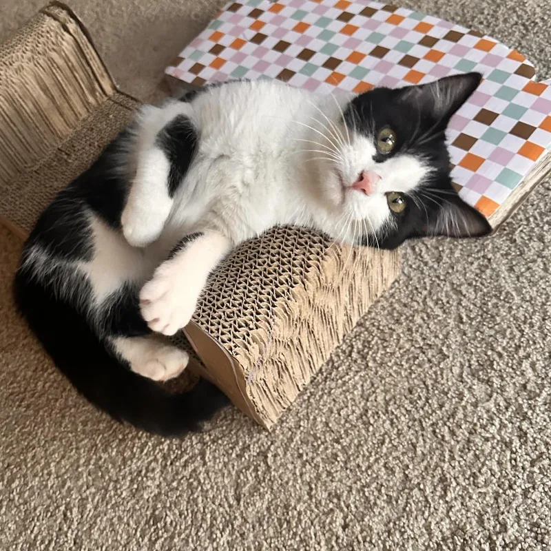 A young medium-sized female Black Domestic Short Hair cat named Lady for adoption in Washington Township, OH