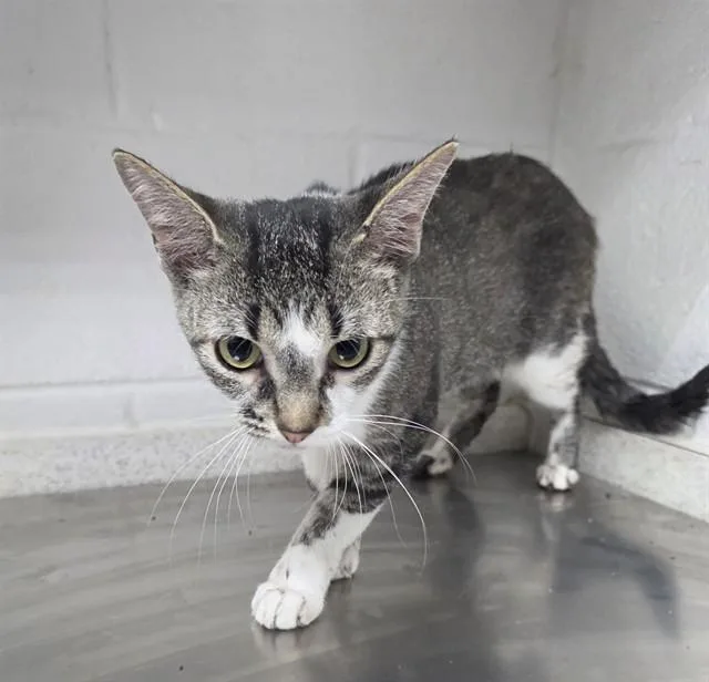 An adult medium-sized female Domestic Short Hair cat named Shania for adoption in Appling, GA