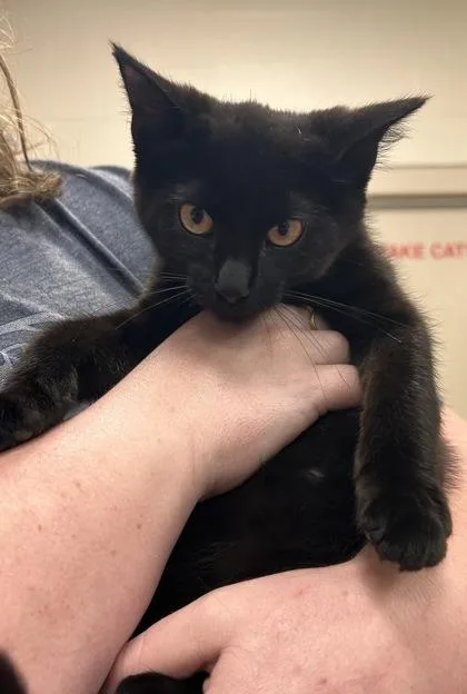 A baby small-sized male Domestic Short Hair cat named Dionysus for adoption in Fishers, IN