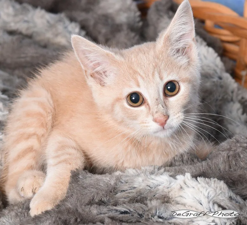 A baby medium-sized male Orange & White Domestic Short Hair cat named Hoagie for adoption in Pittsboro, NC