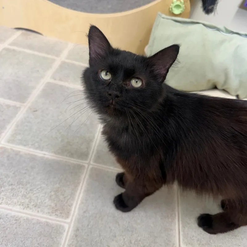 An adult medium-sized male Black Domestic Long Hair cat named Stingray for adoption in Pontiac, IL