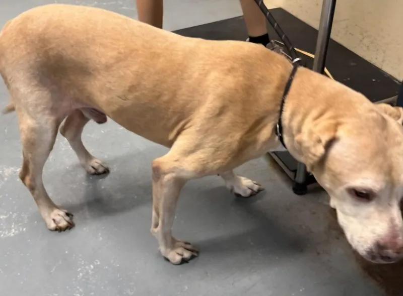 A senior medium-sized male Yellow / Tan / Blond / Fawn Pit Bull Terrier dog named Mr. Fredrickson for adoption in Bethlehem, PA