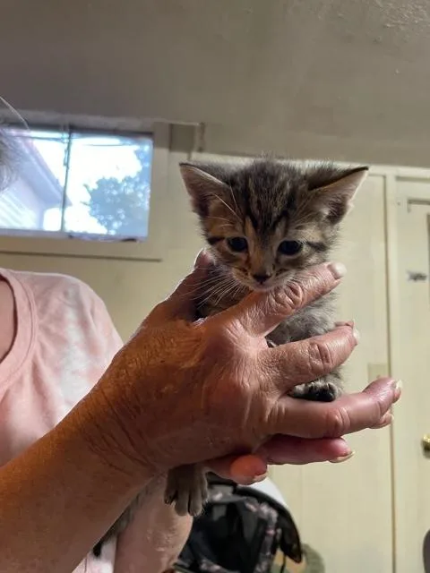 An adult small-sized female Gray / Blue / Silver Domestic Short Hair cat named Fiona for adoption in Papillion, NE