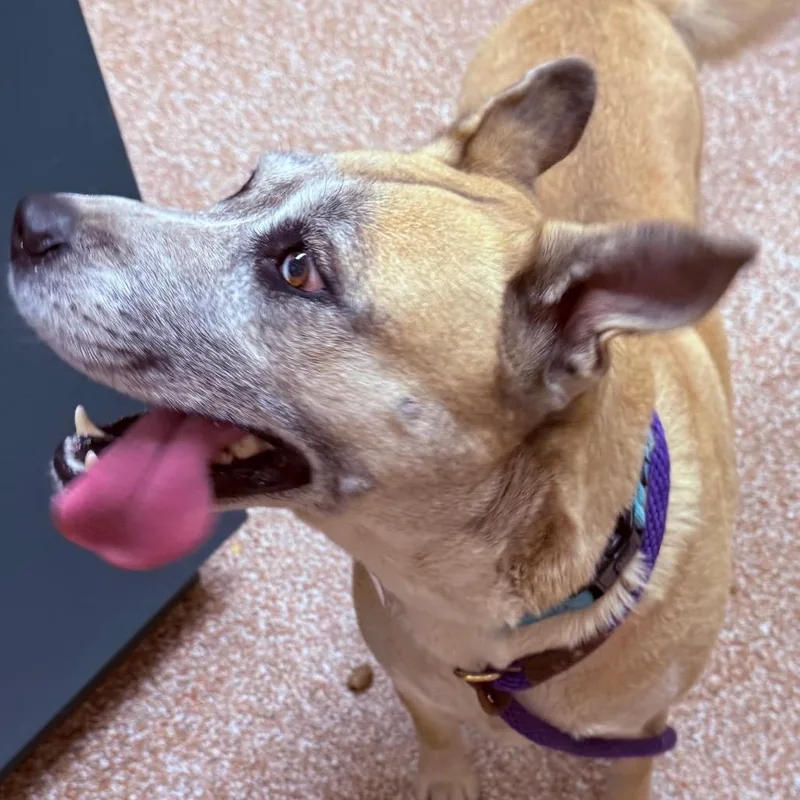 An adult large-sized female Yellow / Tan / Blond / Fawn Pit Bull Terrier dog named Nova  % Off for adoption in Springfield, MA