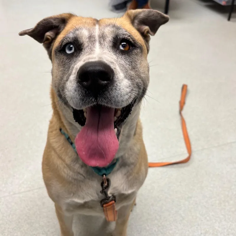 Nova  % Off thumbnail 2