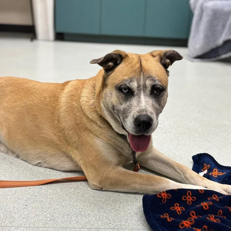 Nova  % Off thumbnail 3