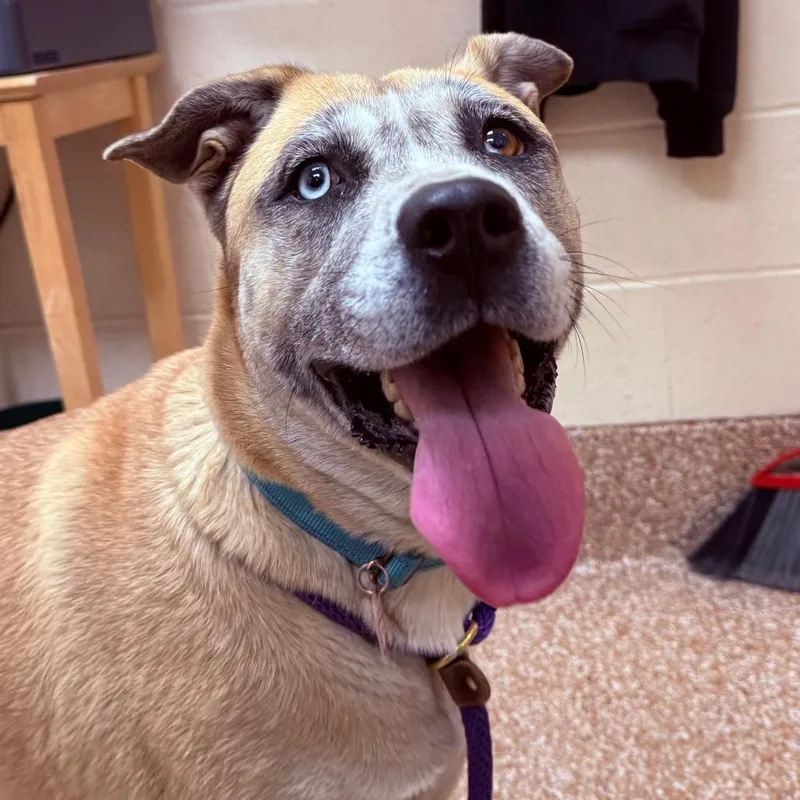 Nova  % Off thumbnail 4