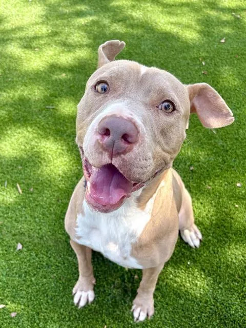 An adult large-sized male Mixed Breed dog named Redwood for adoption in Jacksonville, FL