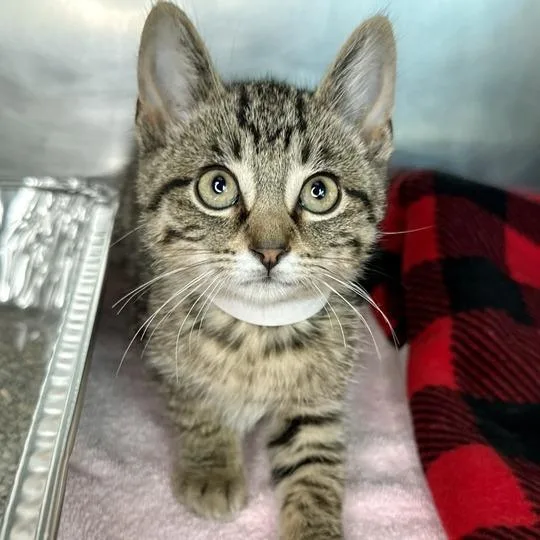 A baby small-sized male Brown / Chocolate Domestic Short Hair cat named Cheese Burger for adoption in Matteson, IL