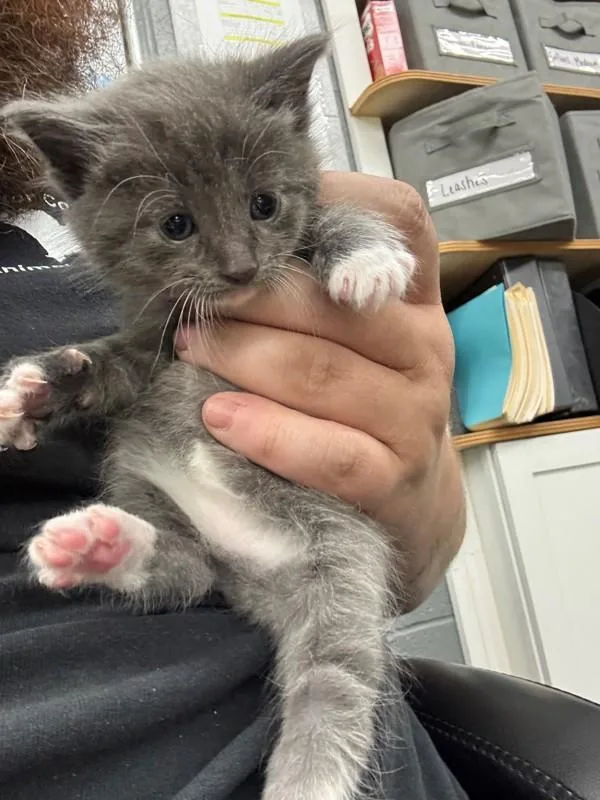 A baby small-sized male Domestic Short Hair cat named Tom for adoption in Campbellsville, KY