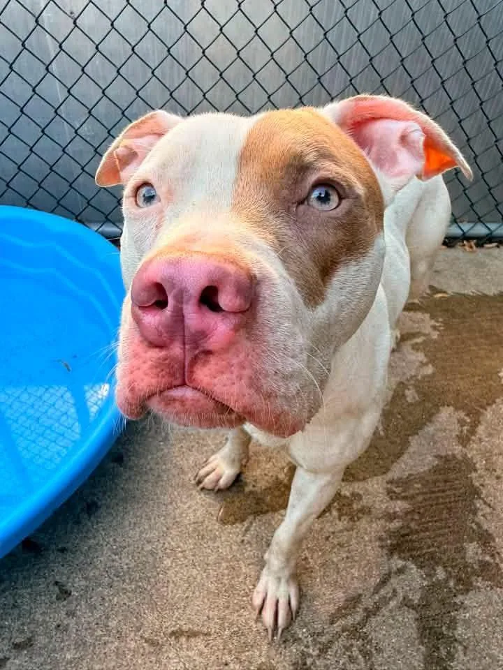 An adult medium-sized female White / Cream Pit Bull Terrier dog named Solara for adoption in Chicago, IL