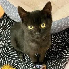 A baby medium-sized male Black Domestic Short Hair cat named Sherlock for adoption in Green Valley, AZ