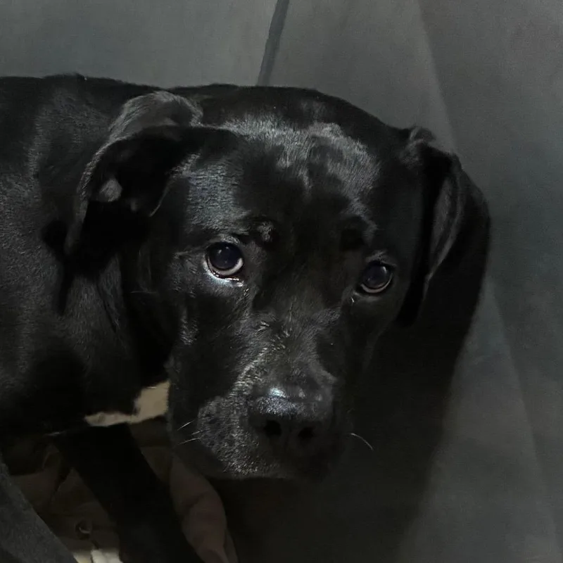 An adult large-sized female Black Pit Bull Terrier dog named Nosferatu for adoption in Philadelphia, PA