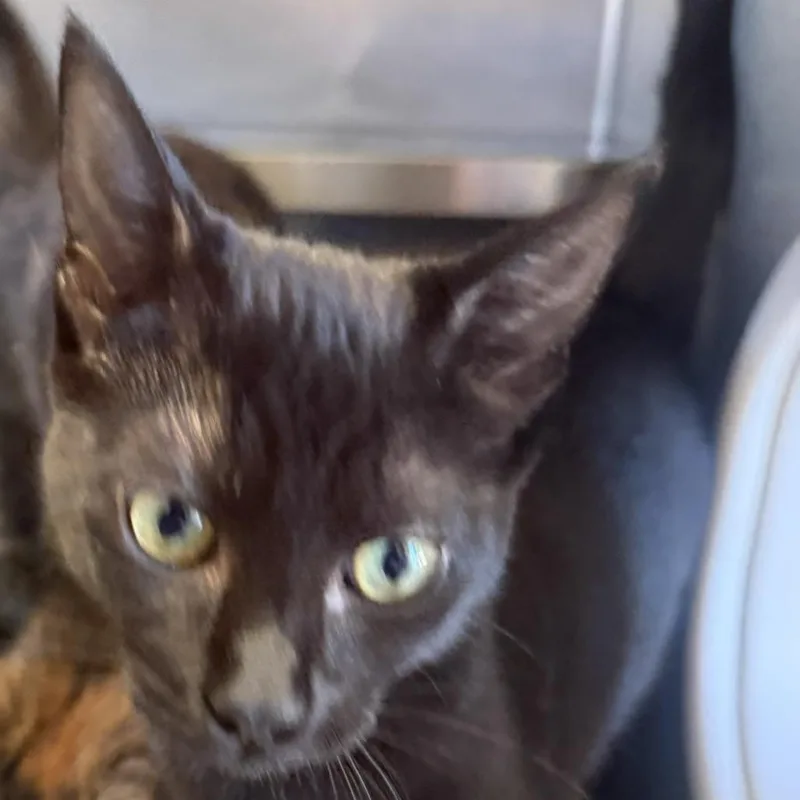 A baby medium-sized female Domestic Short Hair cat named Yuzu for adoption in Fort Bragg, CA
