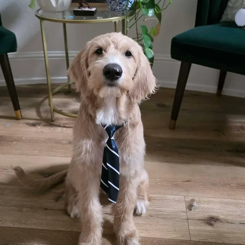 A baby medium-sized male Apricot / Beige Labrador Retriever dog named Sir Winston for adoption in Jay, NY