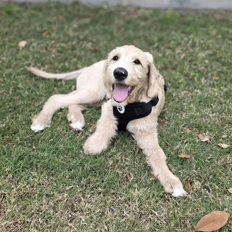 Sir Winston thumbnail 2