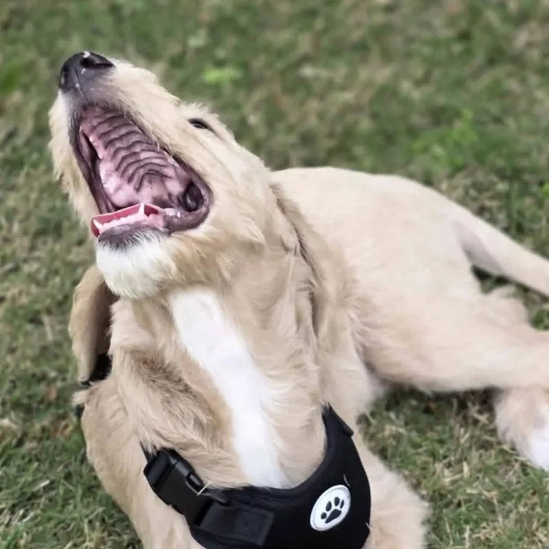 Sir Winston thumbnail 3