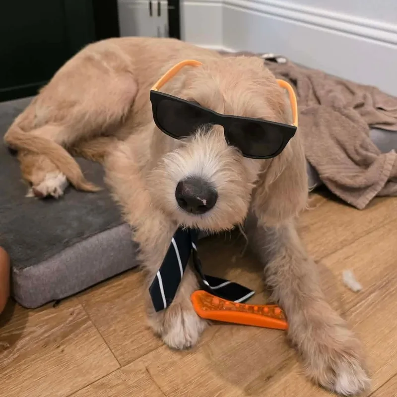 Sir Winston thumbnail 4