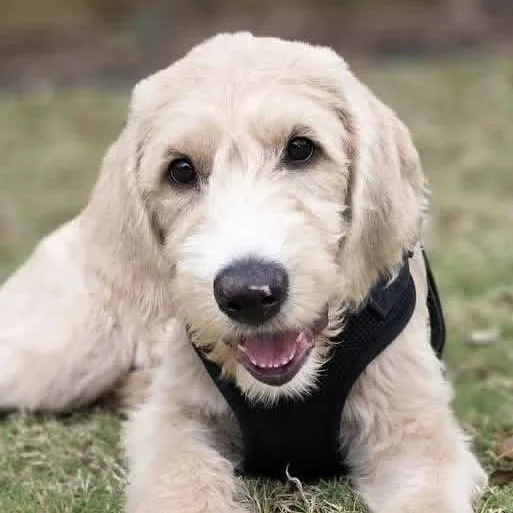 Sir Winston thumbnail 5