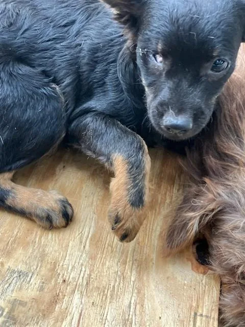A baby small-sized female Mixed Breed dog named Strawberry for adoption in Dallas, TX