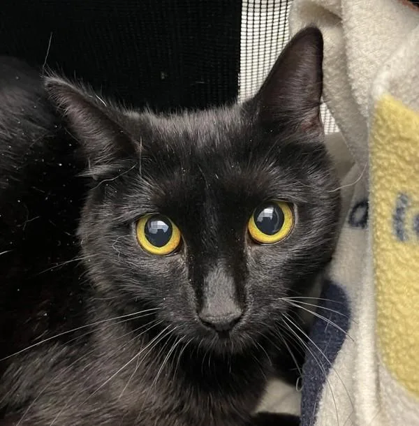 An adult small-sized female Domestic Short Hair cat named Galaxy for adoption in Golden, CO