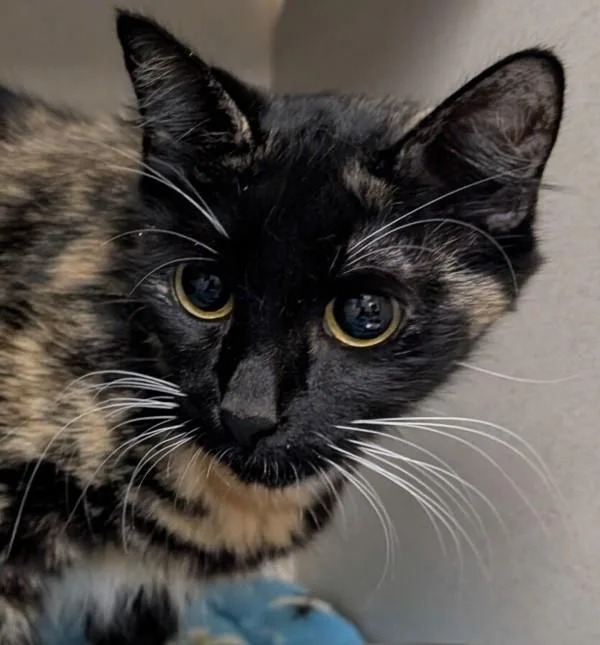 An adult small-sized female Domestic Medium Hair cat named Citron for adoption in Silverdale, WA